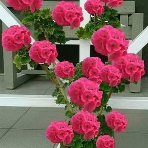 Meet your Posher, Marta